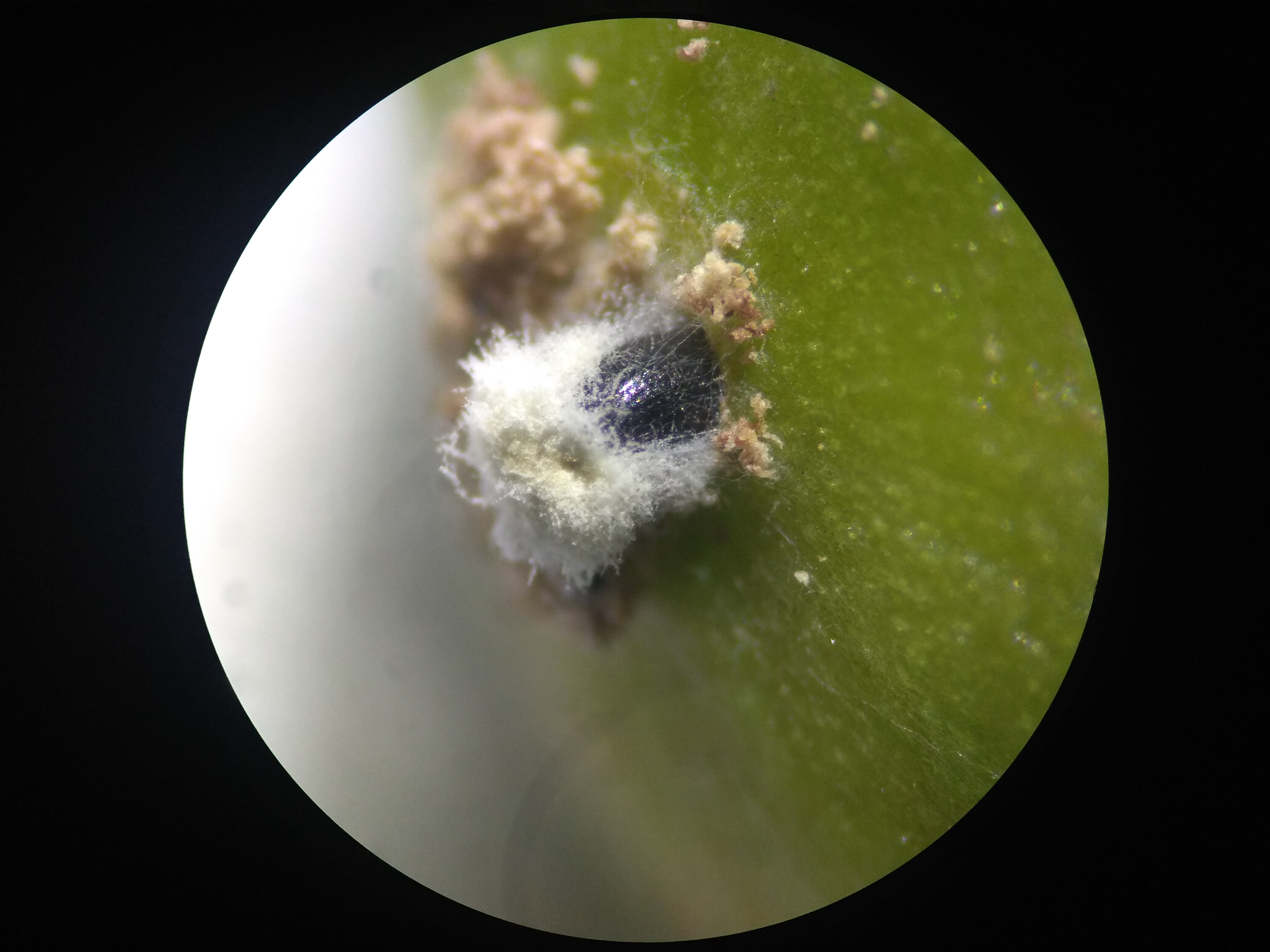 Beauveria bassiana infected CBB